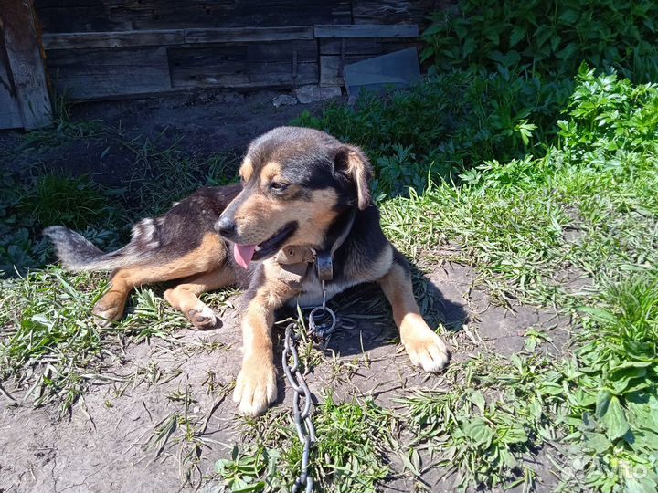 Продам щенков маленькой собачки