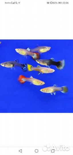 Гуппи, Креветки, корм для рыб и черепах, декор