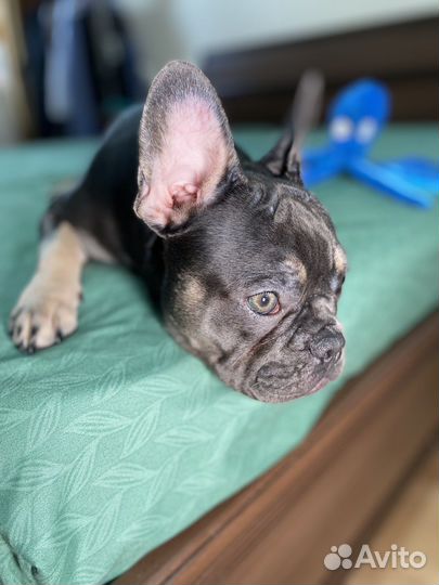 Французский бульдог