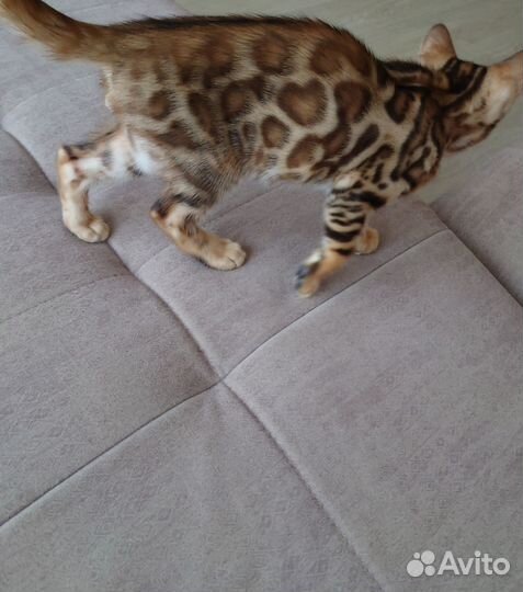 Бенгальский котенок