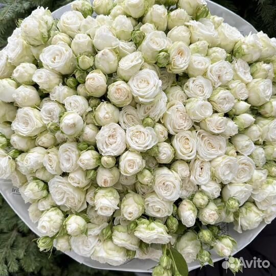 Кустовая пион роза