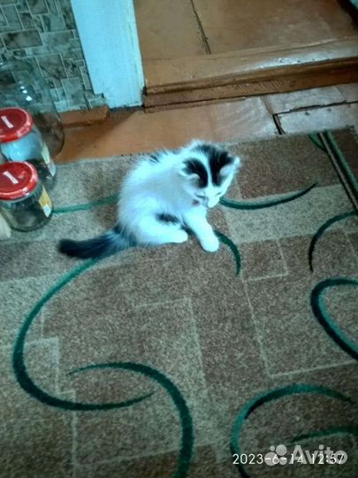 Отдам бесплатно