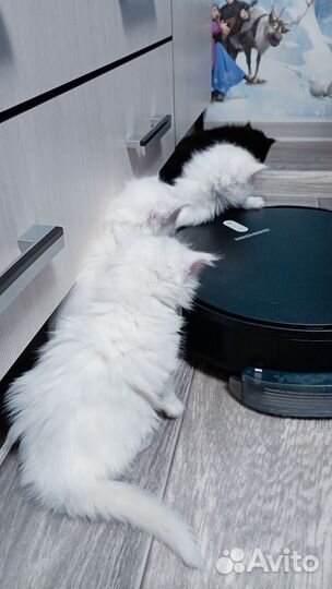 Котята мейн-кун