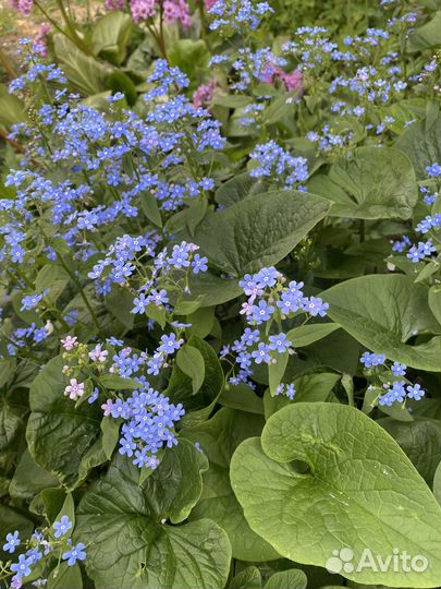 Цветы незабудка болотная