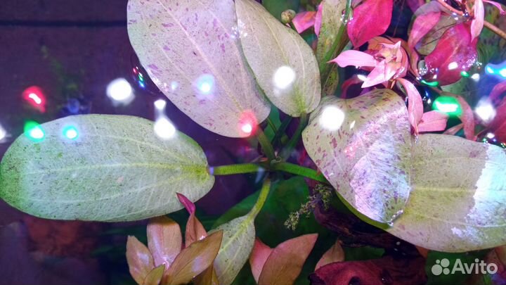 Эхинодорус крапчатый