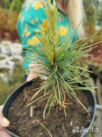 Сибирский кедр, сосна кедровая 5 лет