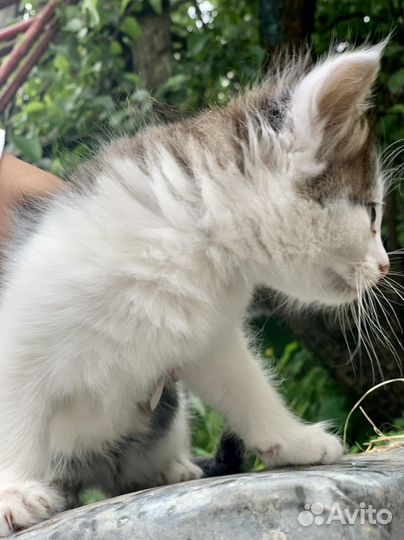 Котенок 2 месяца