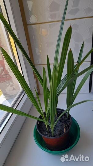 Пальма финиковая