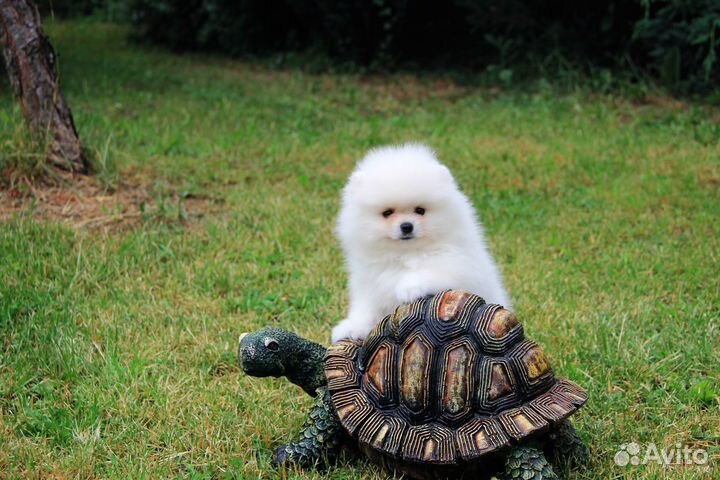 Белый Мишка мальчик.шпиц померанский