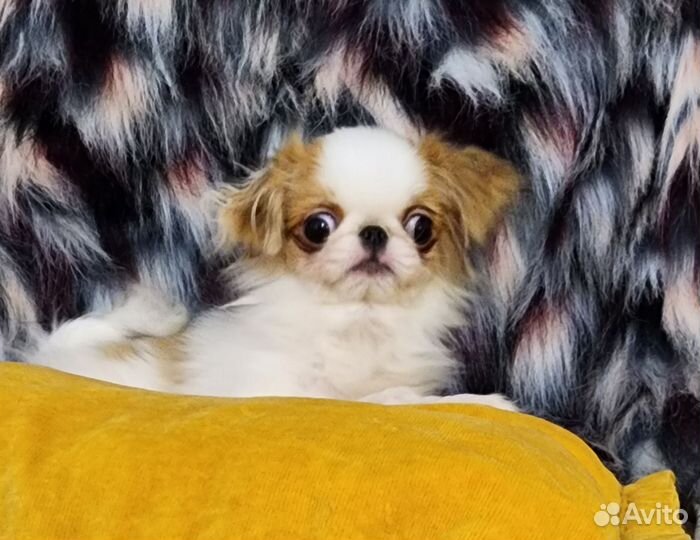 Супермини Хин