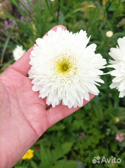 Ромашка махровая