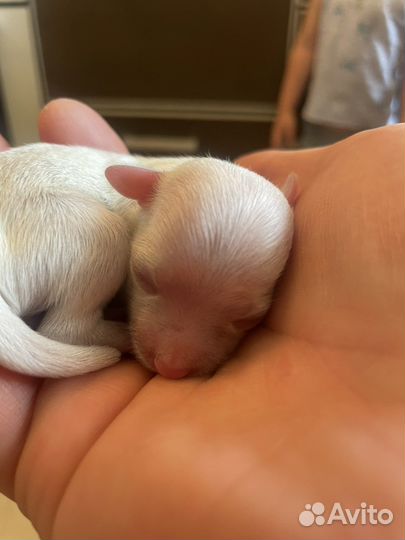 Щенки мальтийской болонки - мальтезе