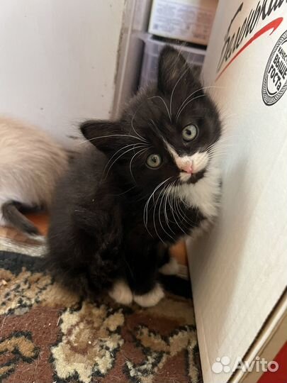 Отдам котика в добрые руки