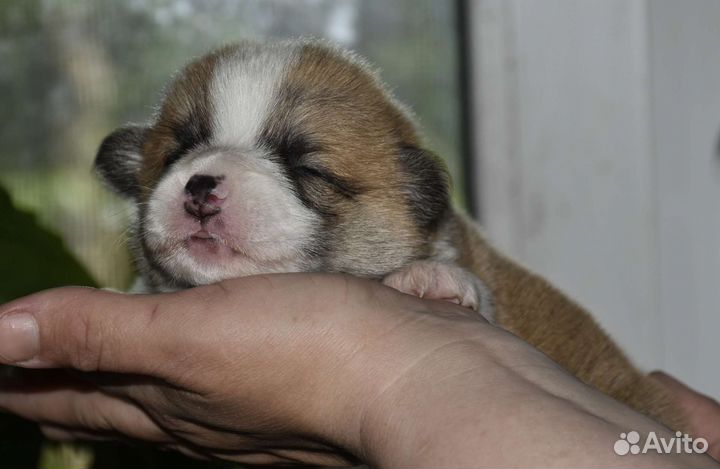 Вельш корги пемброк щенки