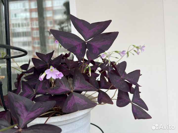 Кислица (Oxalis)