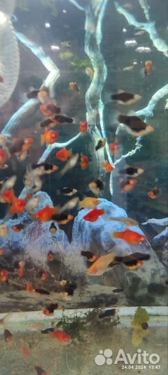 Аквариумные рыбки