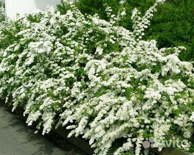 Декоративные кустарники (с зкс)