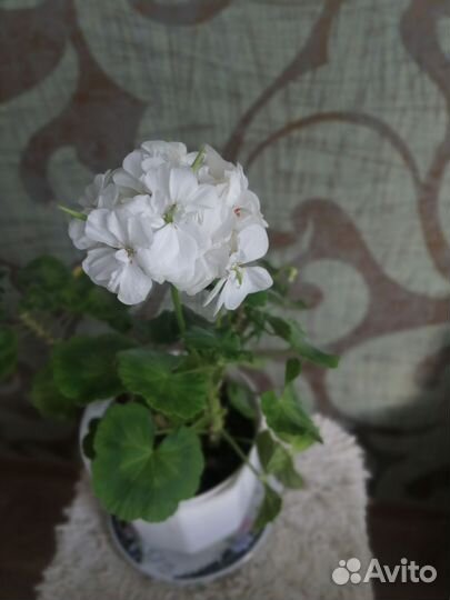 Герань пеларгония