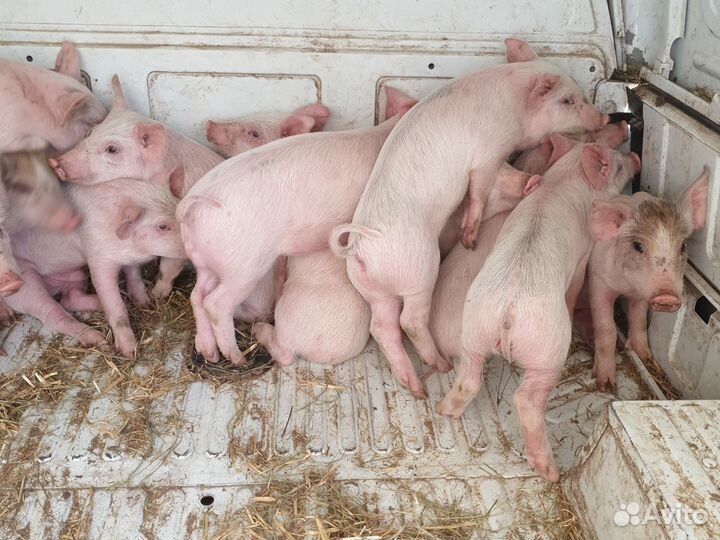 Поросят всегда есть в н-л ландрас-крупно-белая.п+д