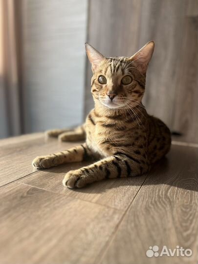 Бенгальский котенок