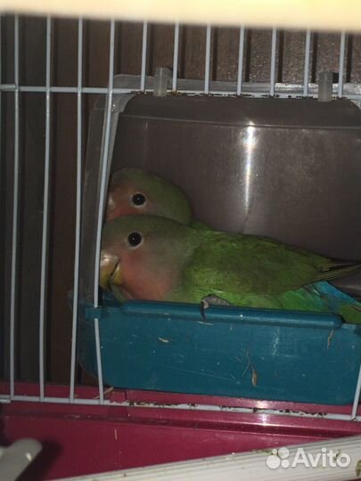 Попугаи неразлучники краснощекастые