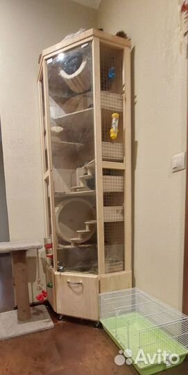 2 шиншиллы, витрина и клетка переноска