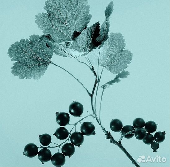 Женский духи Tiffani 75ml оригинал