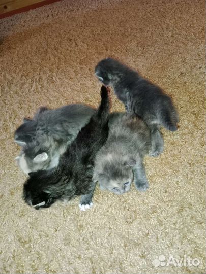 Котята в добрые руки
