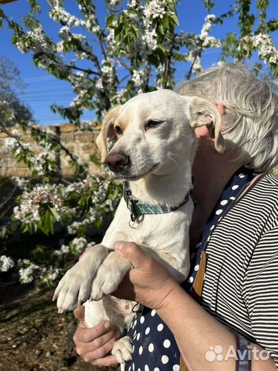 Метис джек рассела в добрые руки