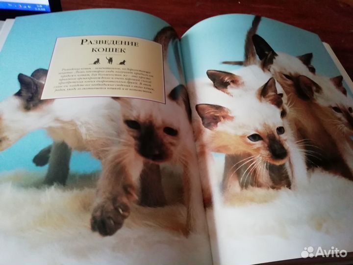 Всё о кошках. Энциклопедия. Пэдди Каттс