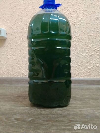 Хлорелла живая