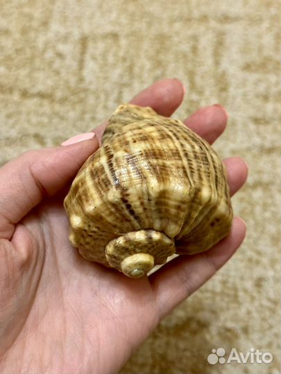 Морские ракушки раковины 2 шт