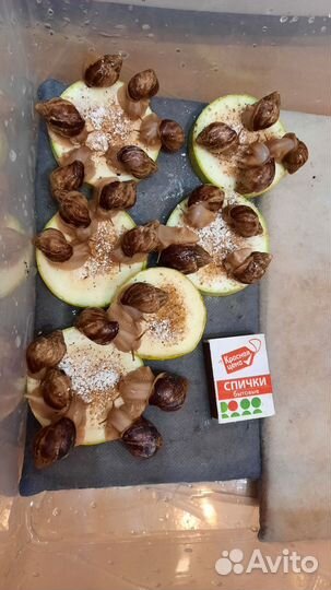 Улитки ахатины иммакулята