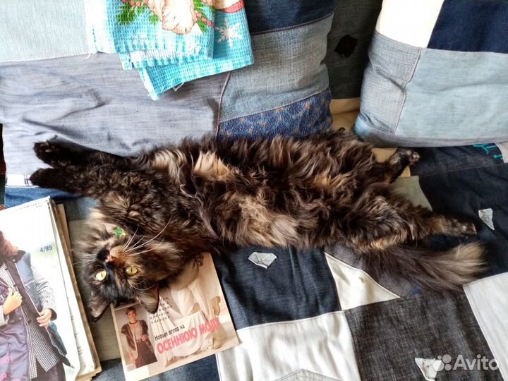 Сибирская кошка Дуся ищет любящих хозяев