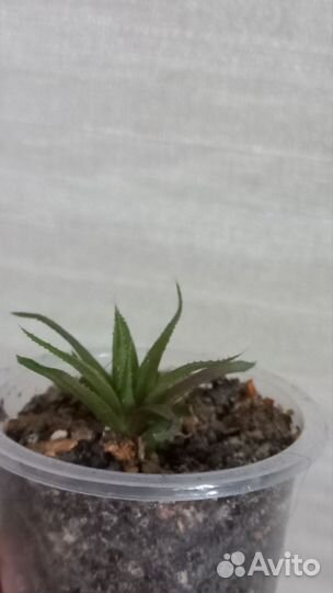 Редкие суккуленты