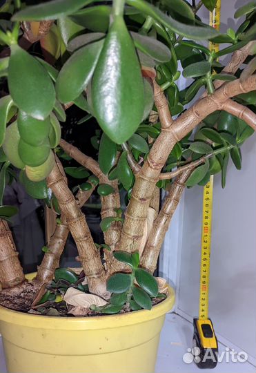 Толстянка денежное дерево большое