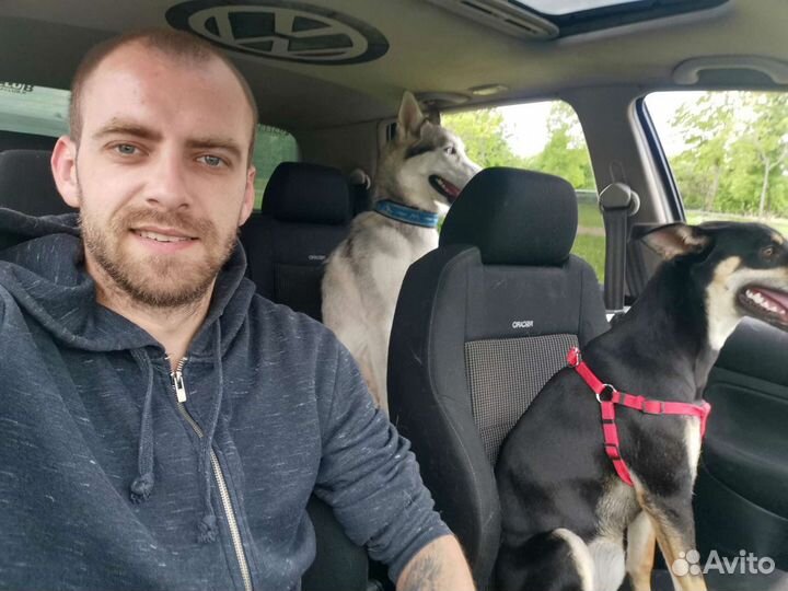 Догситтер, передержка