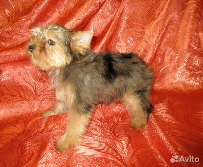 Девочки йорка