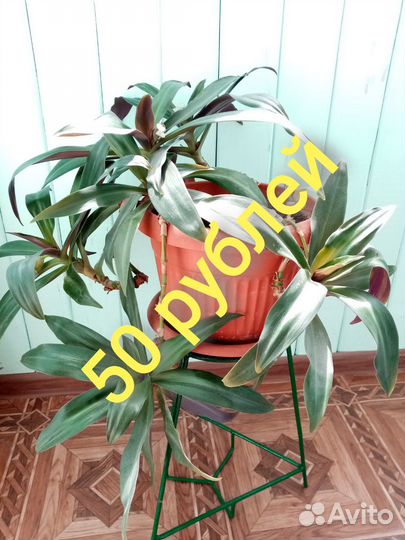 Традесканция