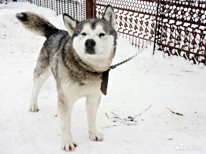 Катание на собачьих упряжках и активные прогулки 5