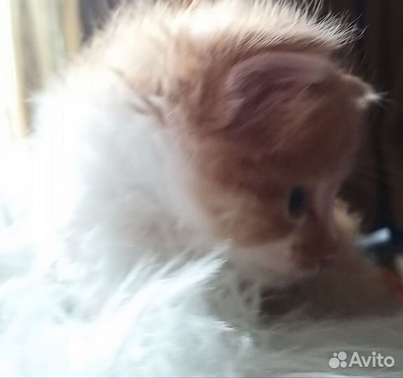 Котята от мейкуна и сибирской кошки. Девочки