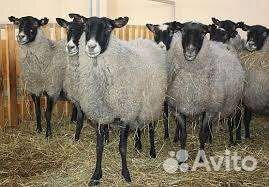 Овцы баран