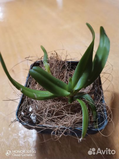 Ринхостилис Гигантея