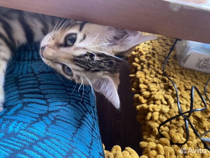 Бенгальская кошечка