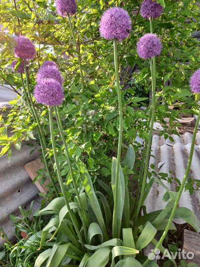 Многолетние цветы