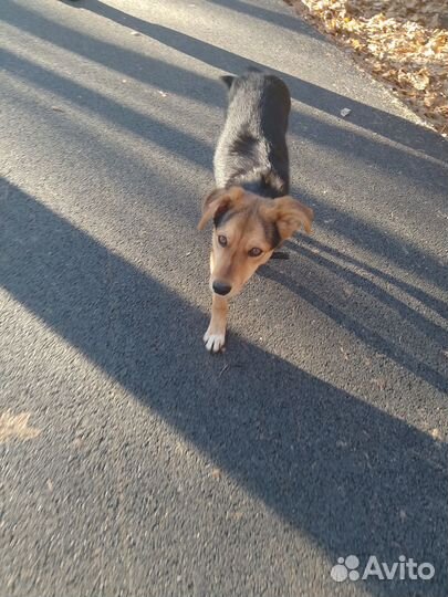 Найдена собака, дворь