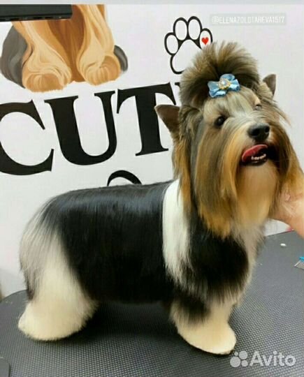 Бивер вязка