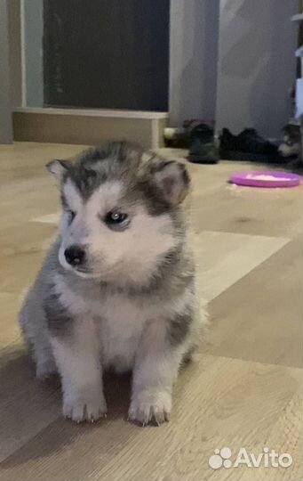 Щенки хаски