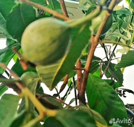 Гуайава, Сизигум,Гликосмис Джин Берри