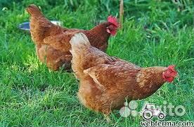 Цыплята Ломан Браун